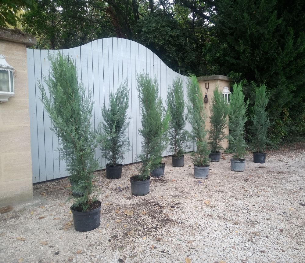 Cypr&egrave;s de Leyland greff&eacute; en container 7.5 litres ?? Jardin