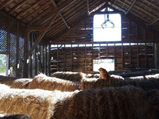  Ferme � vendre 5 pi�ces 159 m�
