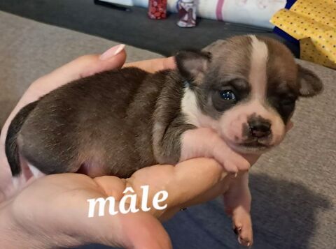 chiots chihuahua poils courts pure race 1000 34150 Gignac