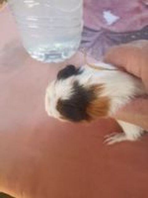   Cochon d inde  