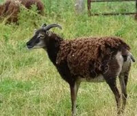   Moutons adultes type SOAY 