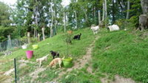   pension canine 