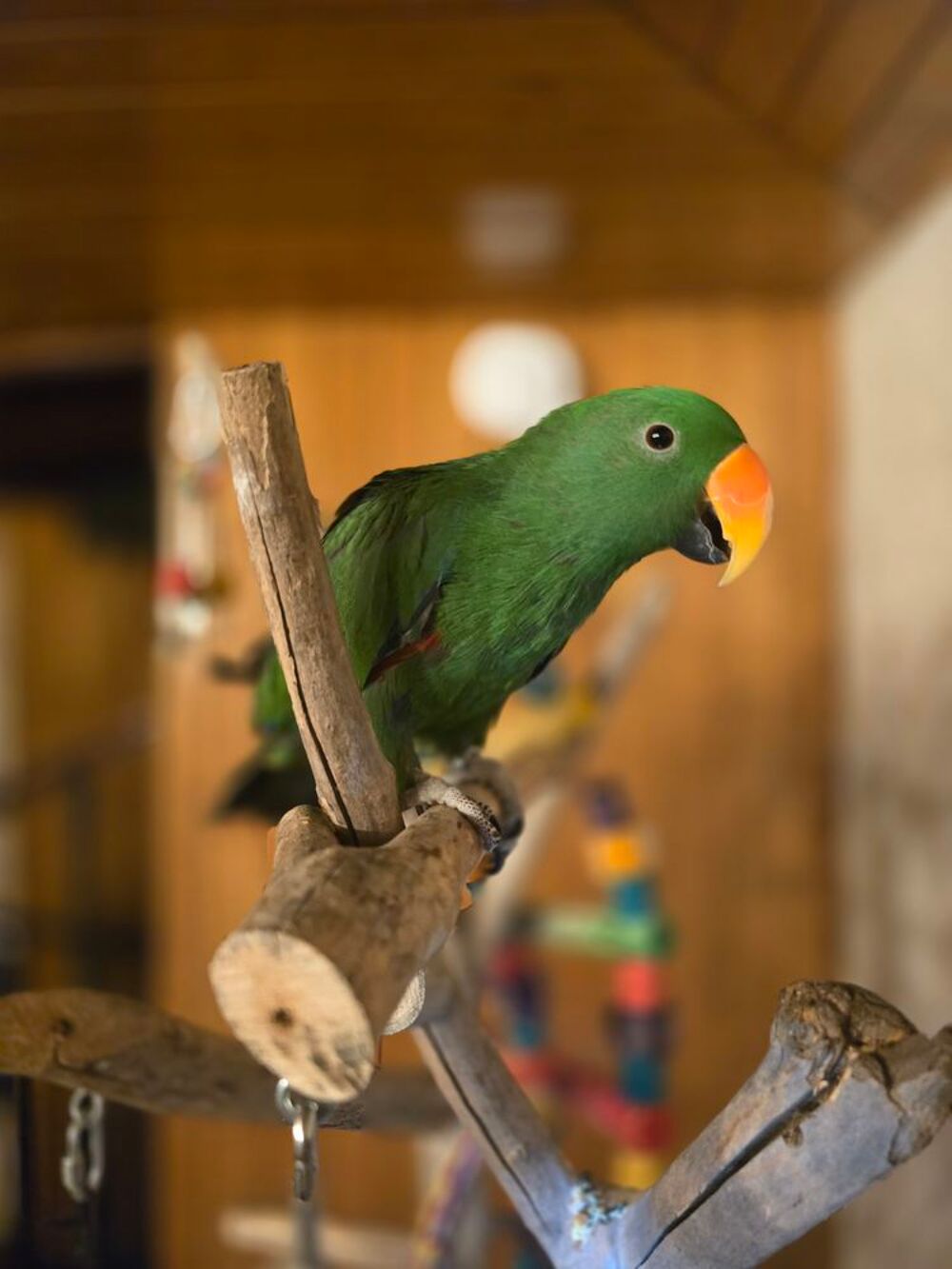   Perroquet Eclectus élevé a la main  