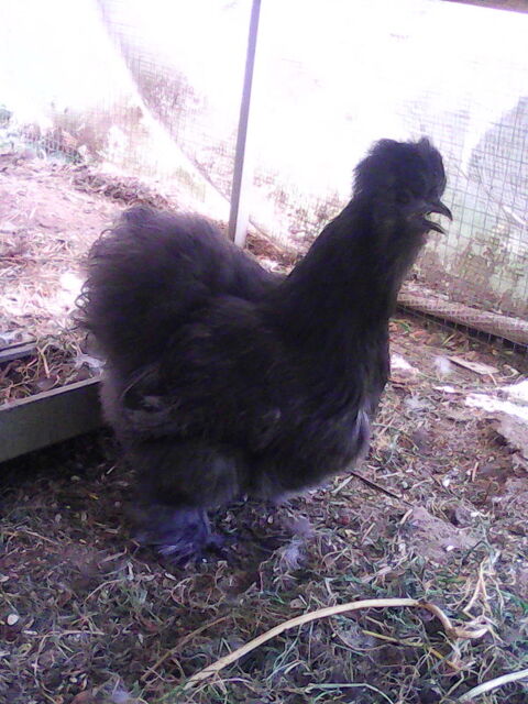 couple soie 40 09000 Foix