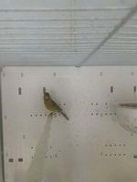   oiseaux 