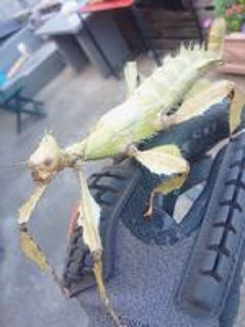   ?ufs de phasmes Extatosomia tiaratum ( scorpion) 