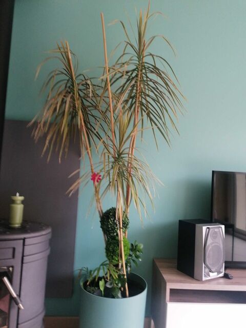 plante int�rieure 50 Hervelinghen (62)