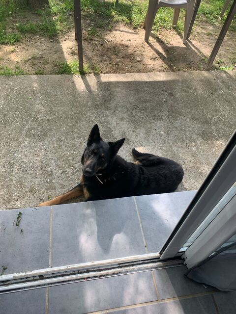 donne chienne adorable 0 30500 Allgre-les-fumades