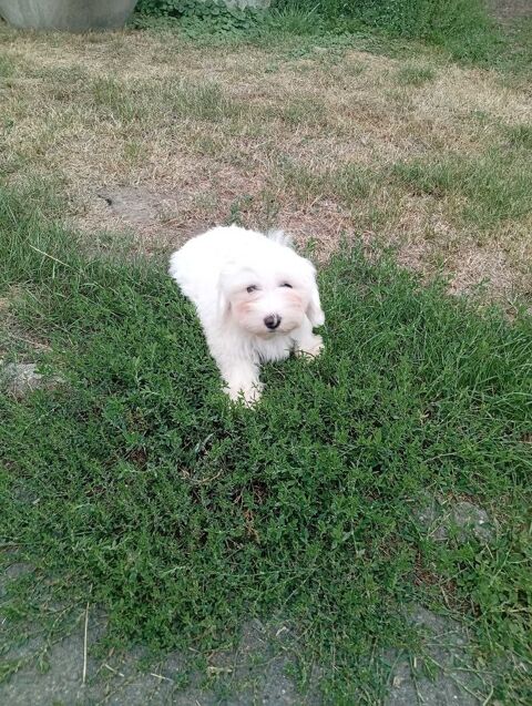 Bichon maltais non lof 650 80170 Rosières-en-santerre