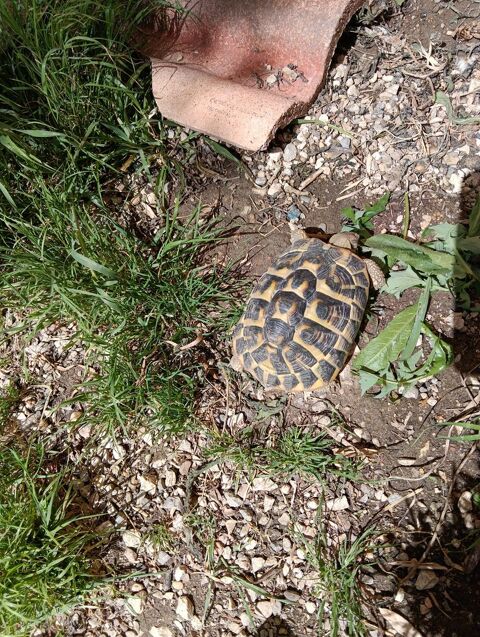 Tortue terre femelle 8/9 ans 250 84140 Montfavet
