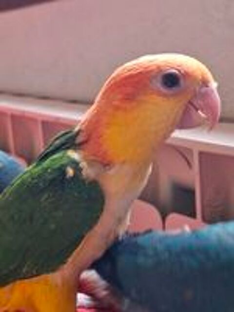   CAIQUE A VENTRE BLANC  