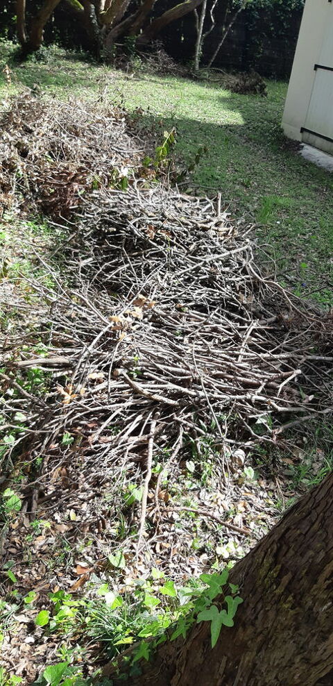 Donne petit bois chnes verts arbousiers 0 Vaux-sur-Mer (17)