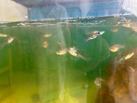 Guppy endler  2 24600 Ribrac