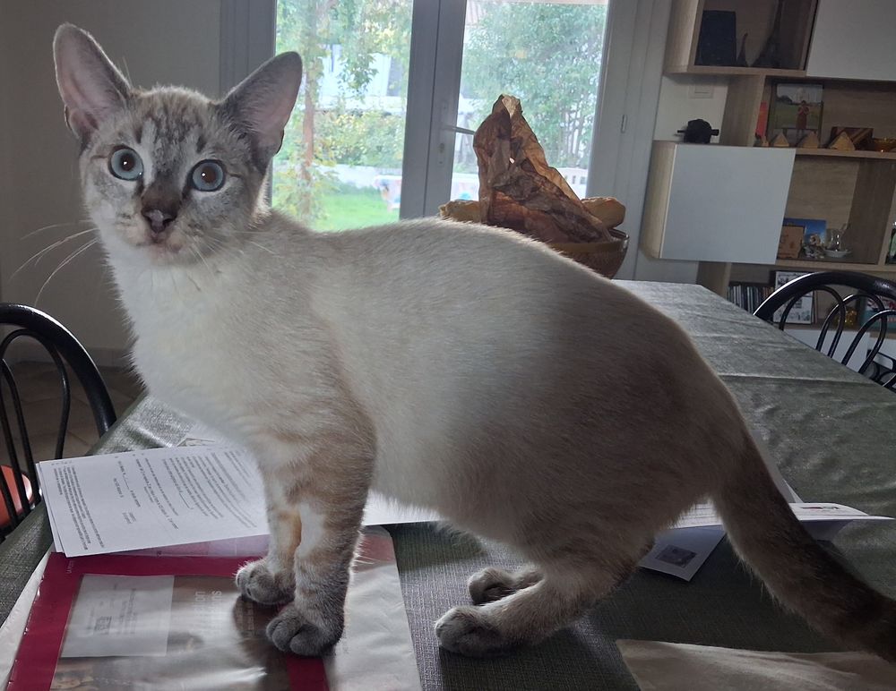   BAMBOU, chaton siamois 7 mois 