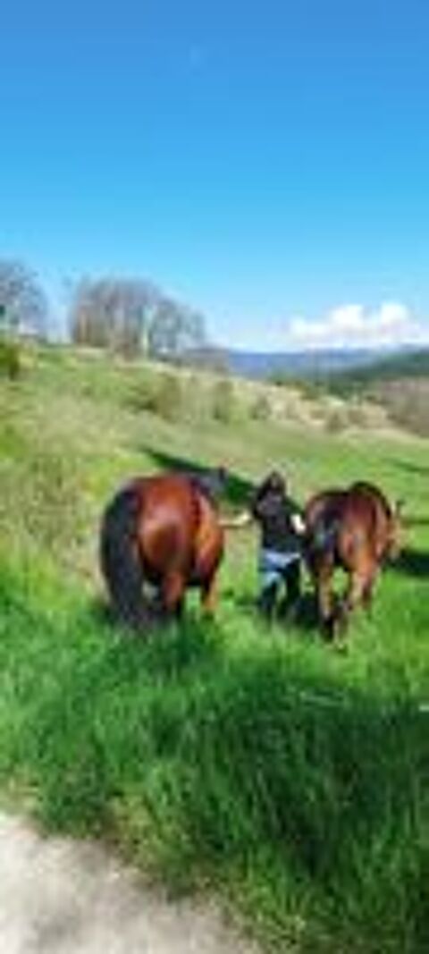   Pension chevaux a piegros la clastre  