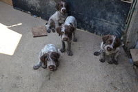   chiots Griffon Korthals 