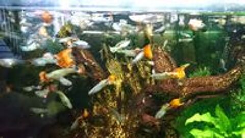   Guppys adultes Mles et femelles!  