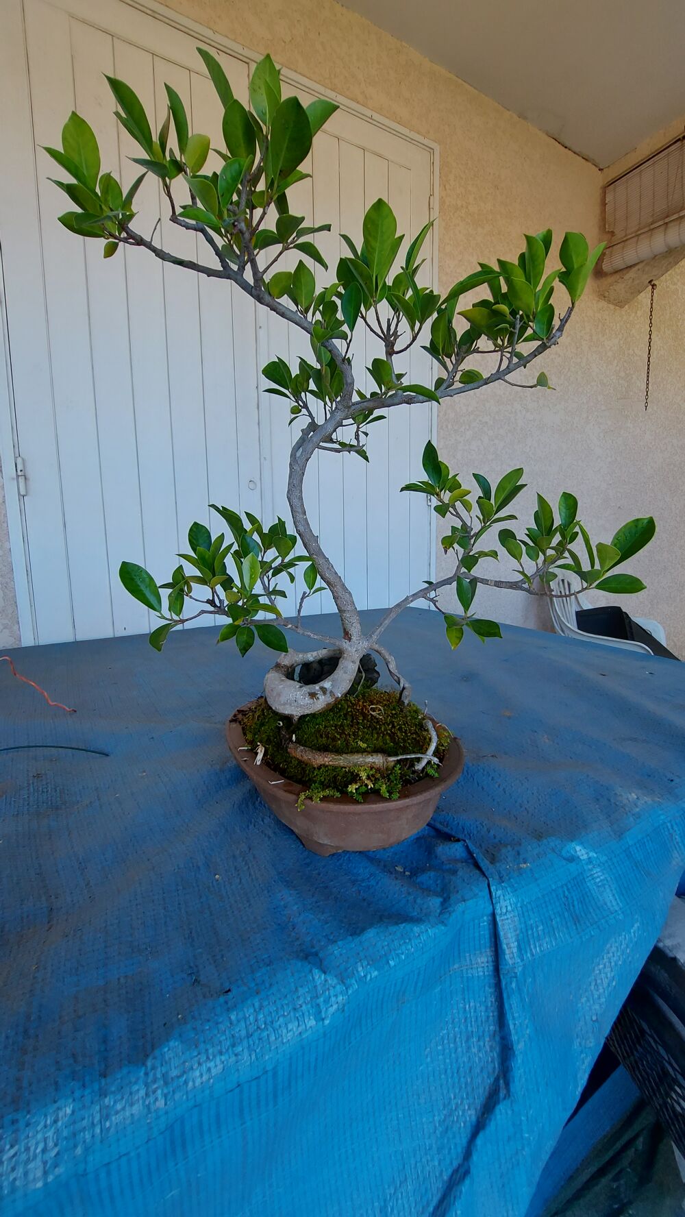 bonsa&iuml;s Jardin