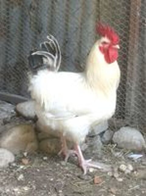   Beau coq de ferme blanc reproducteur 