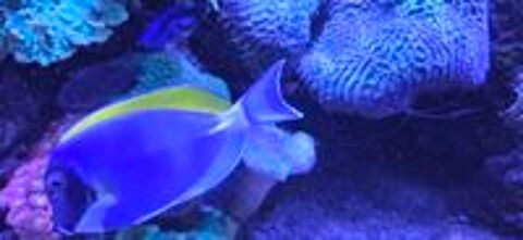   Poisson aquarium Acanthurus leucosternon 15cm 