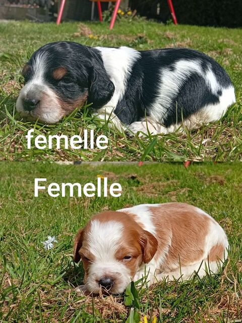 Chiot &eacute;pagneul breton lof 1100 50500 Br�vands