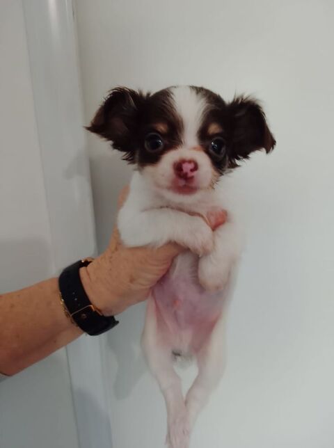 Superbe b&eacute;b&eacute; chihuahua poils longs
Petits gabarits 990 69480 Lucenay