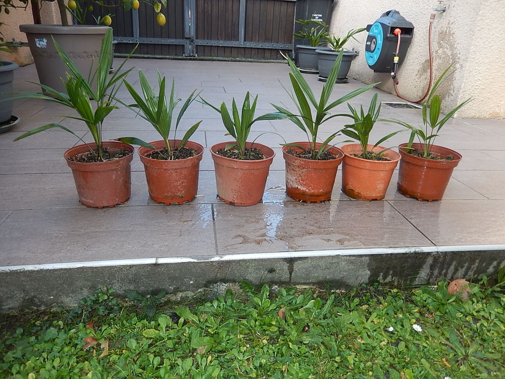 PALMIER trachycarpus fortunei R&Eacute;SISTE LA S&Eacute;CHERESSE ET FROI Jardin