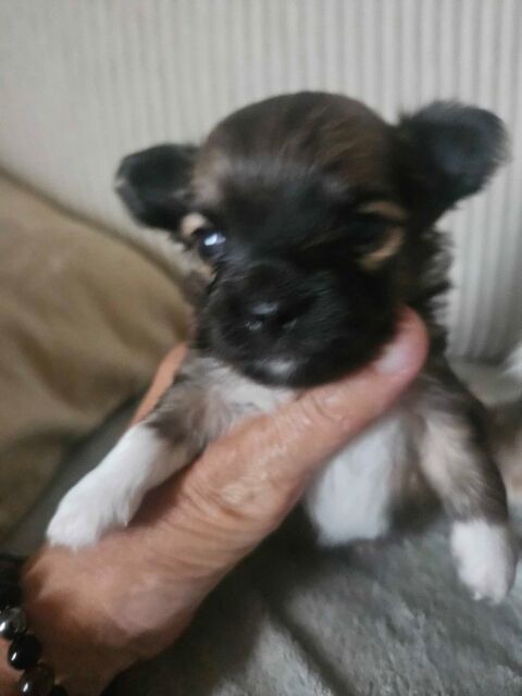 Adorable  chihuahua 600 66000 Perpignan