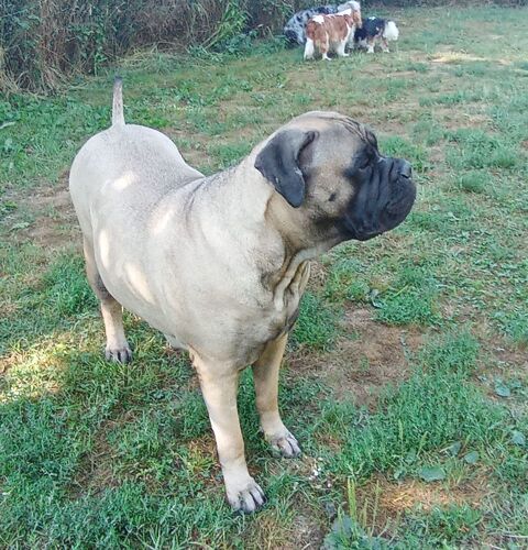 Bullmastiff  500 57580 Rmilly