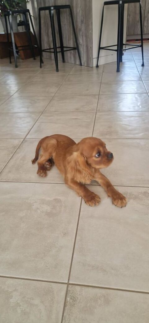 Cavalier King Charles lof  950 24430 Coursac