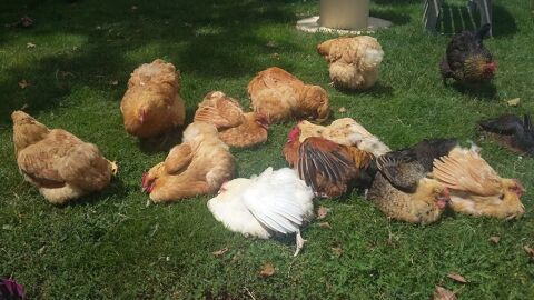 Poules de ferme 13 85400 Lairoux