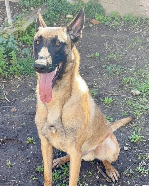 BILLY, chien type malinois, 1 an 220 34500 B�ziers
