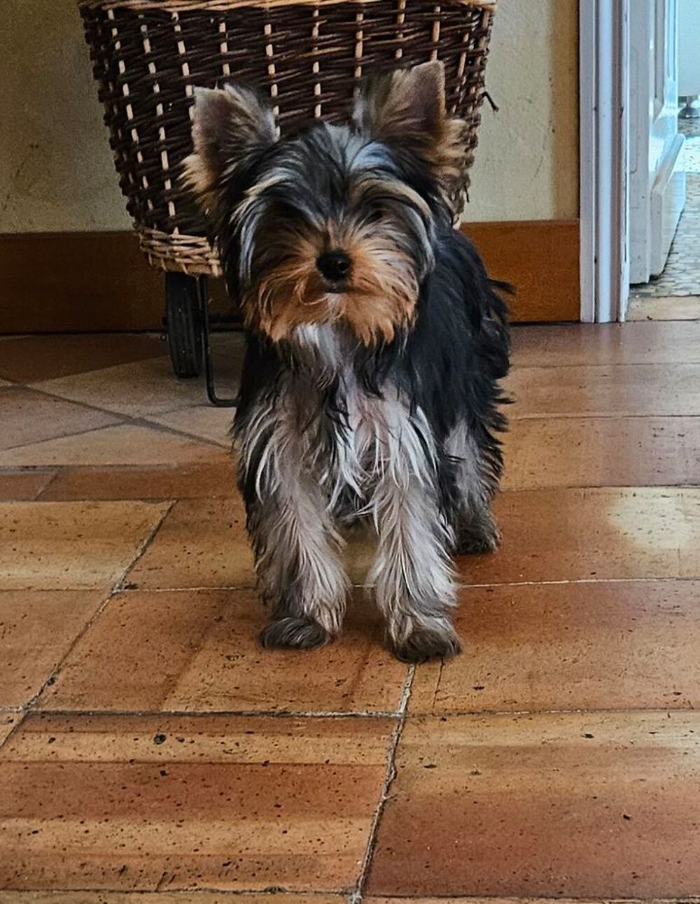   YORKSHIRE TERRIER PURE RACE LOF 