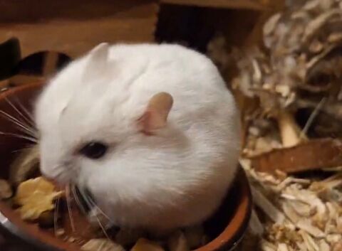 Hamster russe jeune avec cage accessoires sur Paris 0 75018 Paris