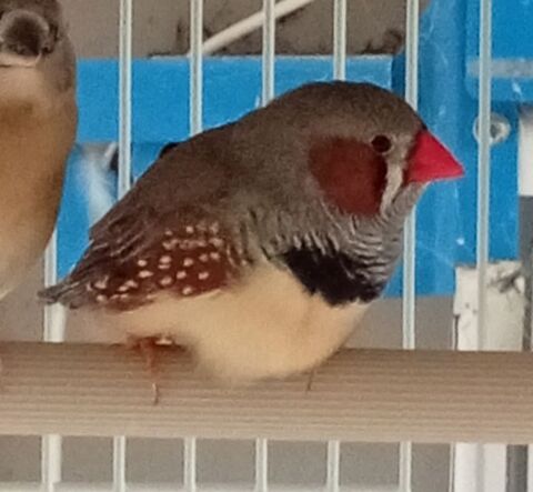 Deux jeunes mandarins m&acirc;les 2026 5 01170 S�gny