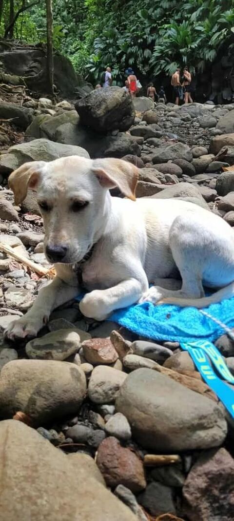 La,belle SUNKA 350 78100 Saint-germain-en-laye