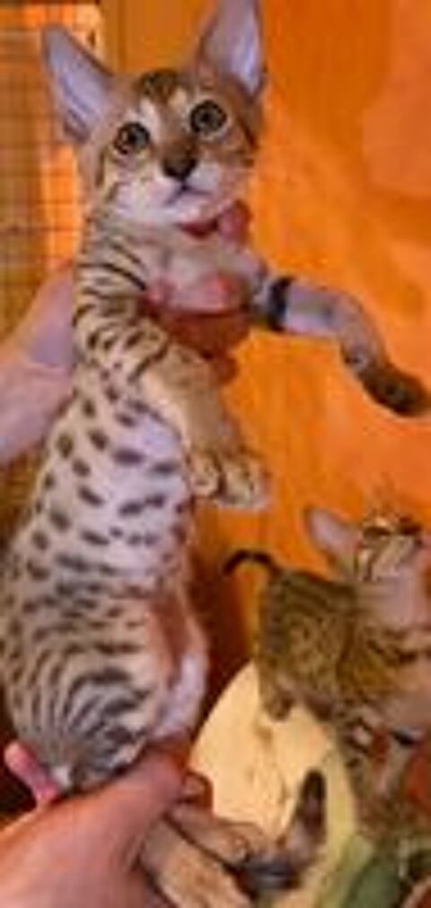   CHATON SAVANNAH LOOF 