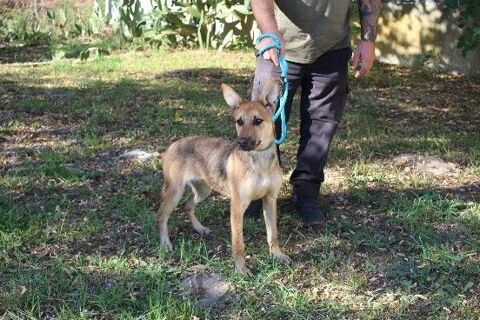 Chien ADN à l adoption 210 47160 Caubeyres