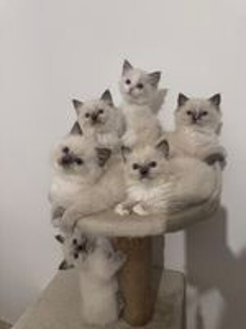   de merveilleux chatons Ragdolls LOOF 