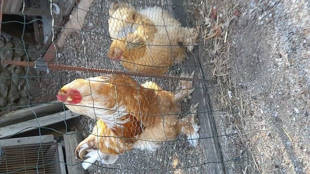   Joli coq brahmas fauve splash 
2 ans 