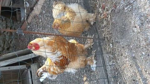 Joli coq brahmas fauve splash 
2 ans 40 30460 Lasalle
