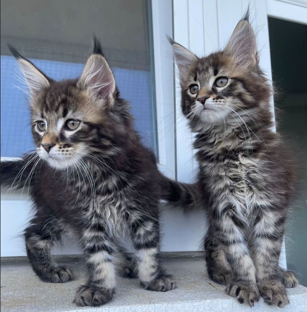   BLUE - Femelle Brown Tabby - Maine Coon LOOF 