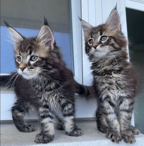 BLUE - Femelle Brown Tabby - Maine Coon LOOF 1250 77210 Avon