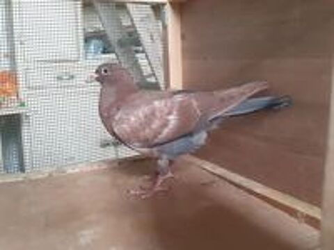   JEUNES PIGEONS COULEUR CHOCO 