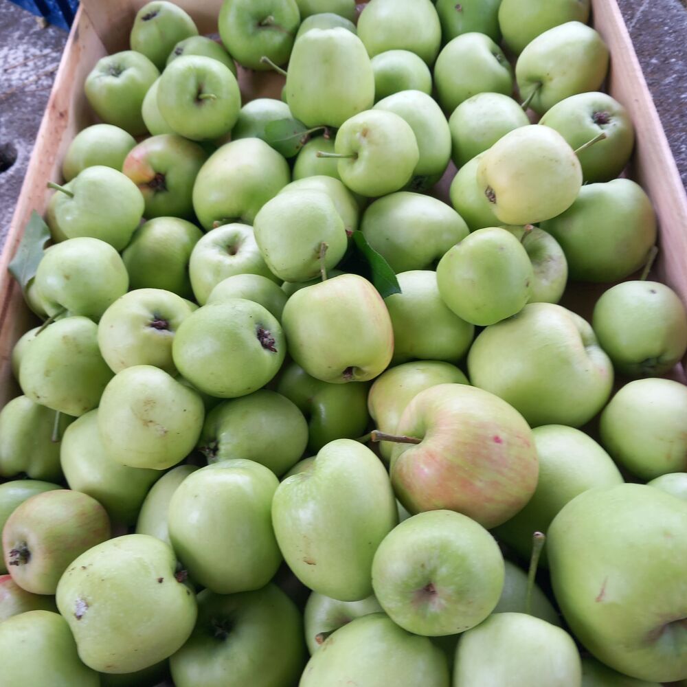fruits congel&eacute;s de cette ann&eacute;e Jardin