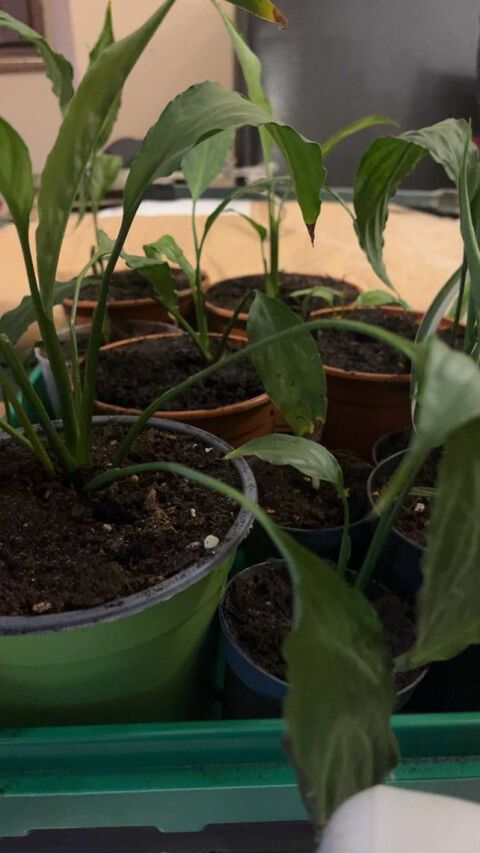 plante spathiphyllum Labastide-Paum�s (31)