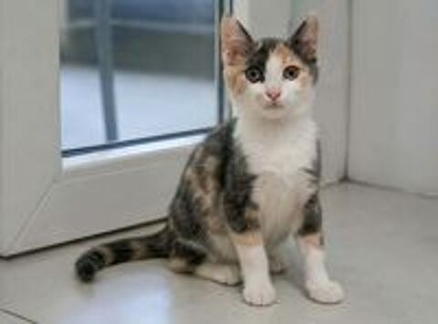   Belle chatonne 3 mois cherche famille 