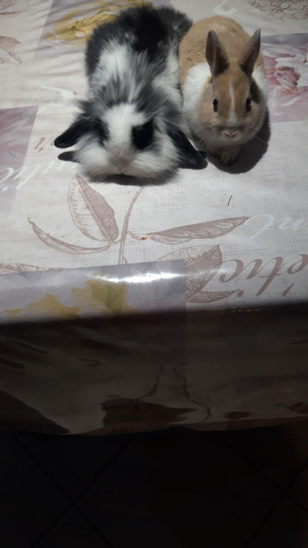  Bb lapins nains toys et bb lapins bliers nains. 