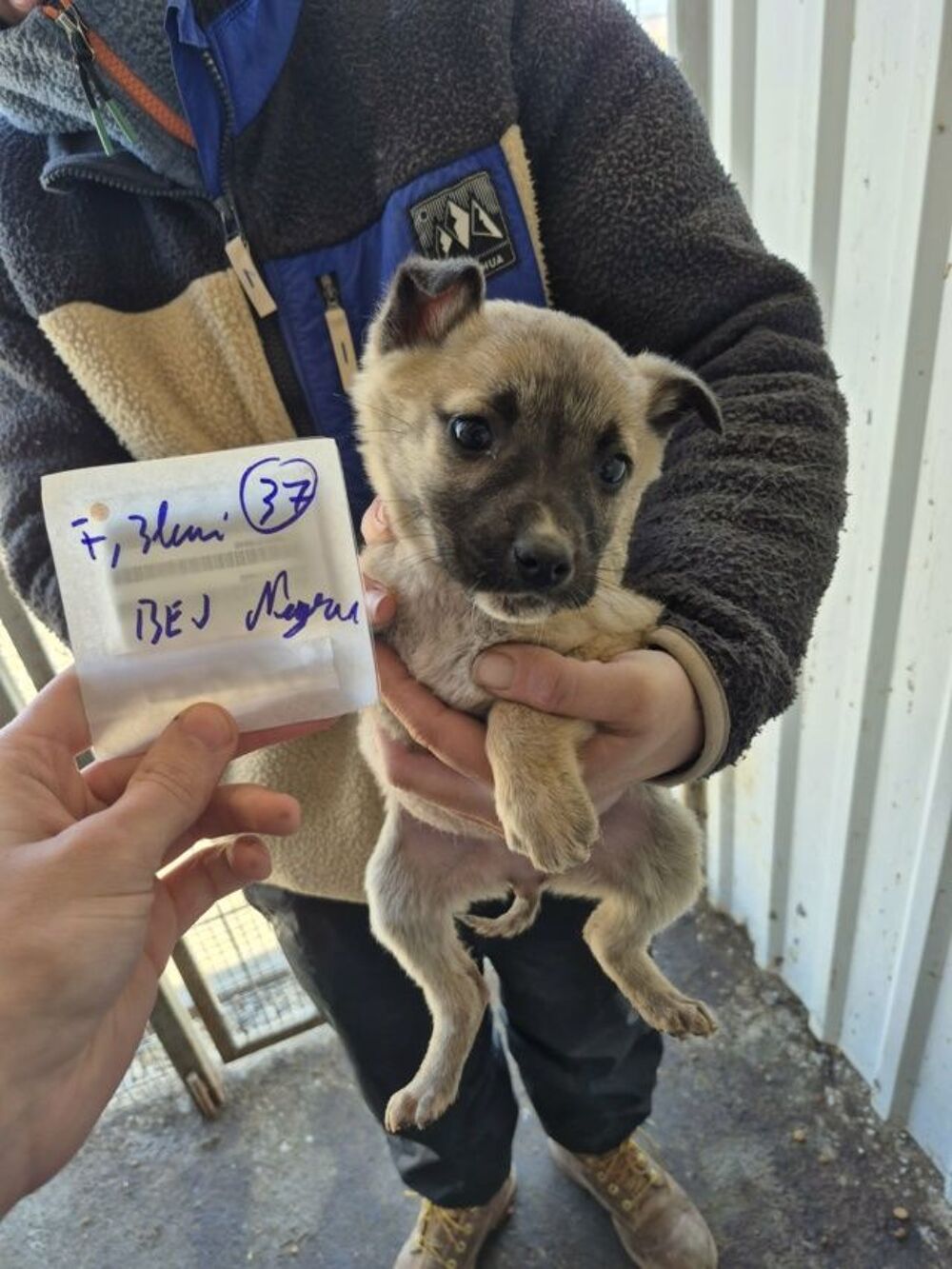   Berry à l'adoption 