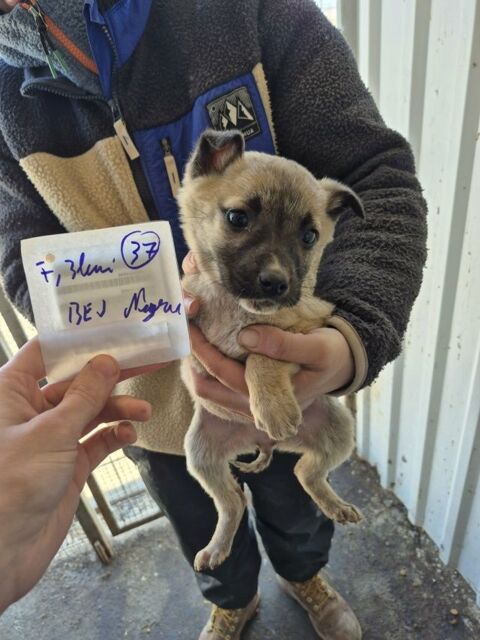 Berry &agrave; l'adoption 320 21000 Dijon